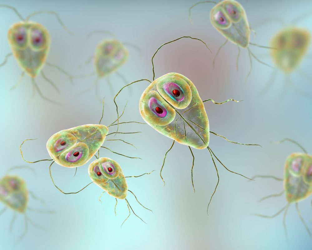 Giardia lamblia protozoan, the causative agent of giardiasis, 3D illustration