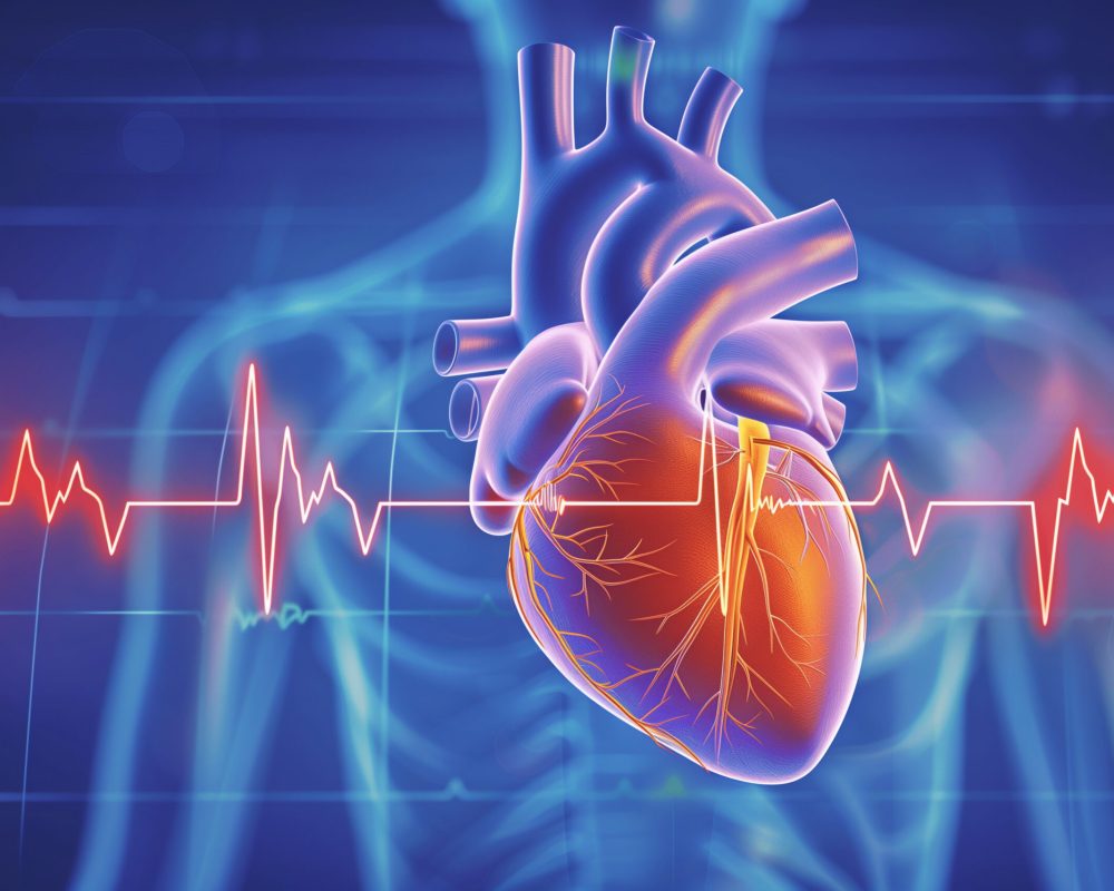 Detailed illustration of a human heart organ with a pulse line on an ECG cardiogram background. This medical health care image focuses on the heartbeat rhythm and frequency rate wa