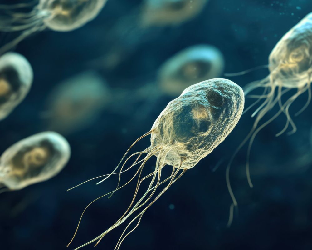protozoa seen under a microscope