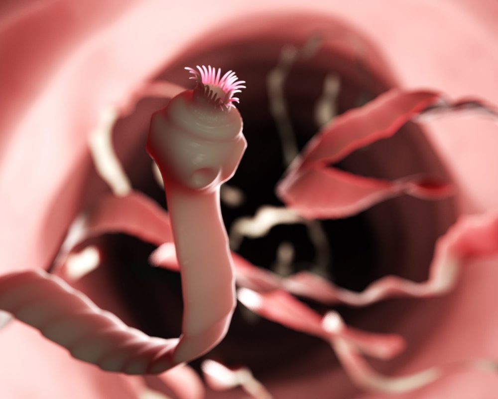 3d rendered medically accurate illustration of a tape worm